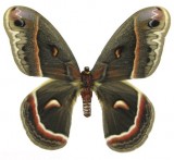 003-cecropia-moth1
