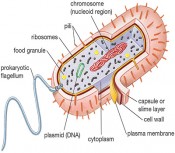 prokaryotic-cell-diagram1